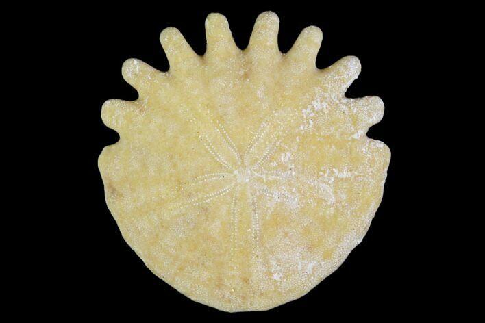 Fossil Sand Dollar (Heliophora) - Boujdour Province, Morocco #106780